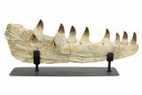 Mosasaur Jaw (Prognathodon) With Custom Stand #236860-1